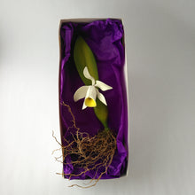 Load image into Gallery viewer, Painting Carved orchid with roots
