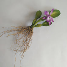 Load image into Gallery viewer, Purple orchid in wood
