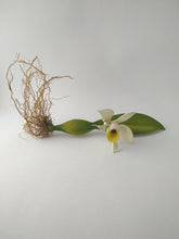 Load image into Gallery viewer, Painting Carved orchid with roots
